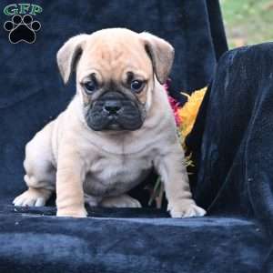 Buddy, Miniature Bulldog Puppy